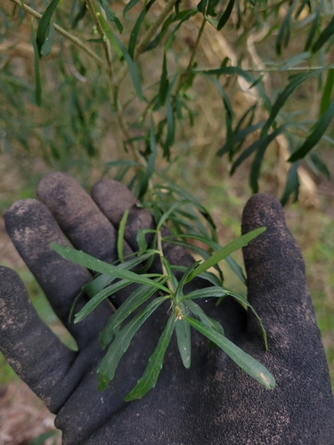 Image of Tree Violet (Melicytus dentatus) by no rights reserved