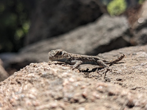 iNaturalist observation photo of Western Fence Lizard