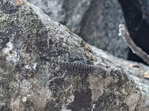 iNaturalist observation photo of Western Fence Lizard