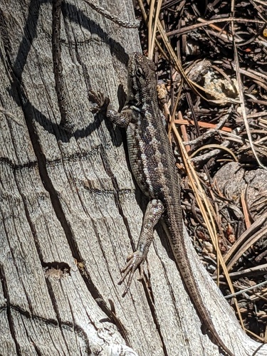 iNaturalist observation photo of Common Sagebrush Lizard