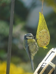 Cyanistes caeruleus