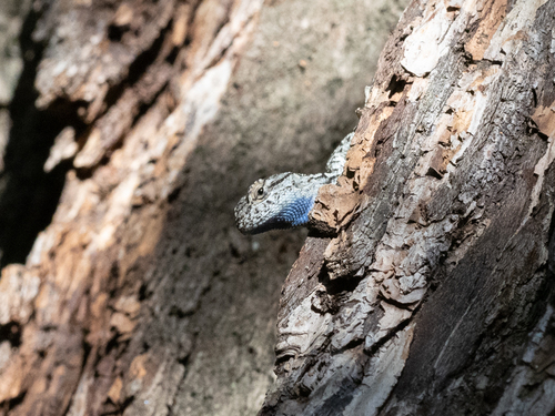 iNaturalist observation photo of Western Fence Lizard