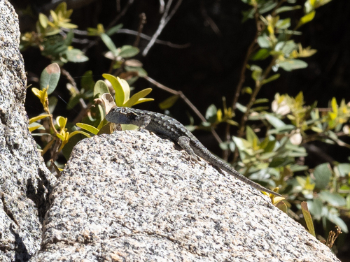 iNaturalist observation photo of Western Fence Lizard