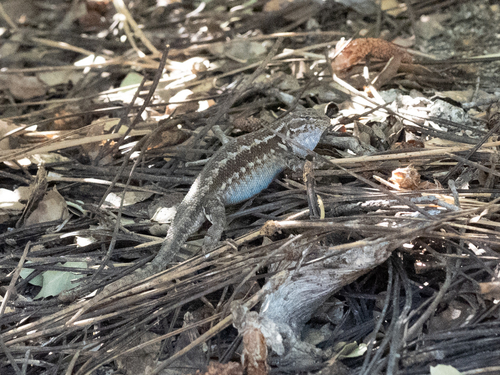 iNaturalist observation photo of Common Sagebrush Lizard