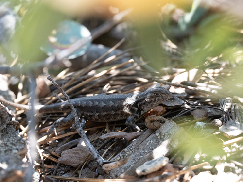 iNaturalist observation photo of Common Sagebrush Lizard