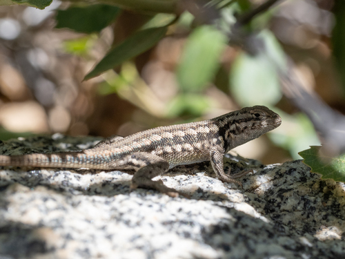 iNaturalist observation photo of Common Sagebrush Lizard