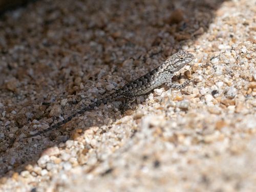 iNaturalist observation photo of Western Fence Lizard