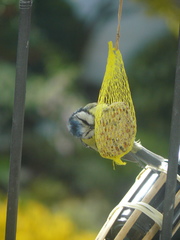 Cyanistes caeruleus