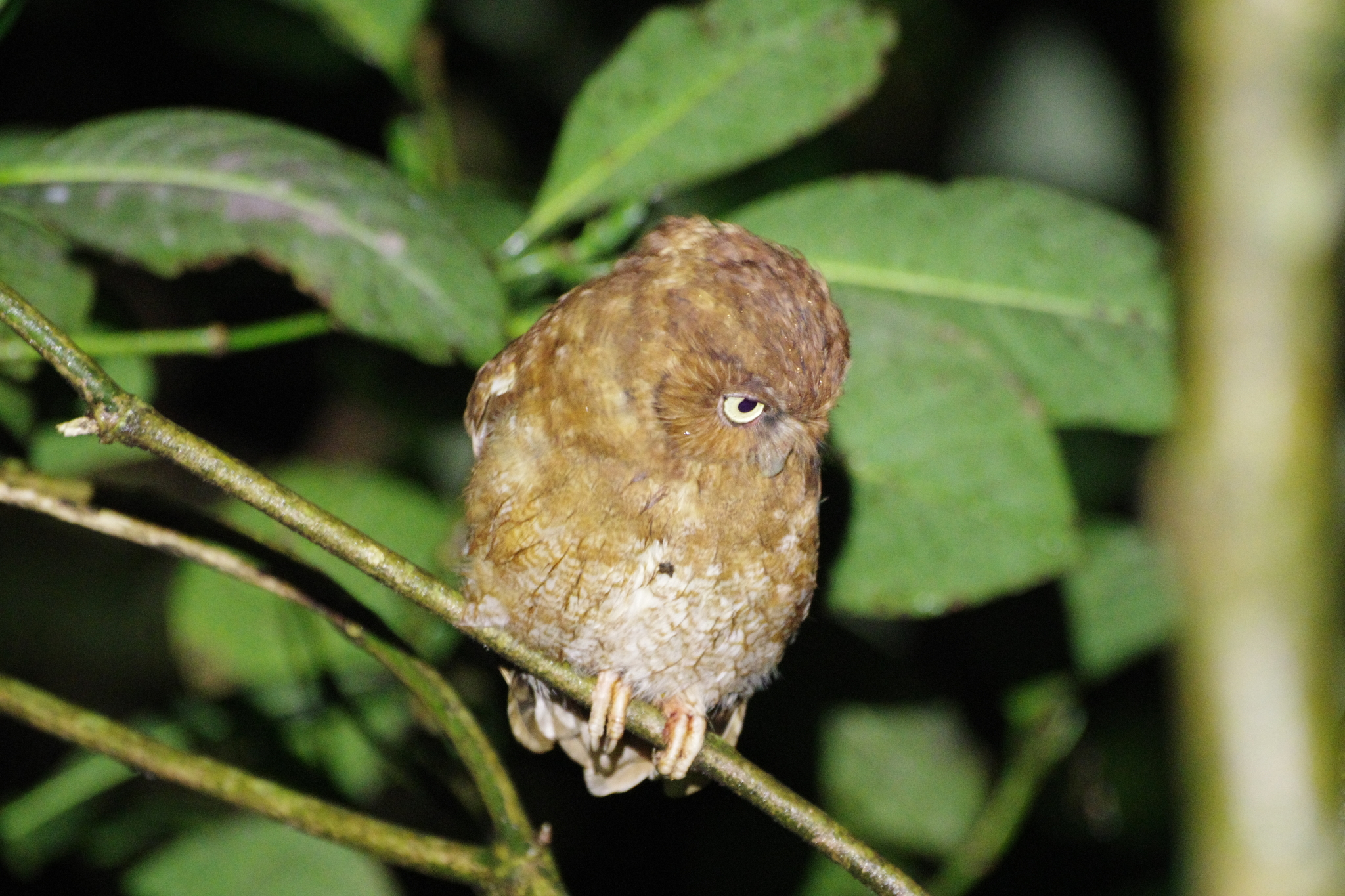 Santa Marta Screech Owl (Megascops gilesi), photo 2