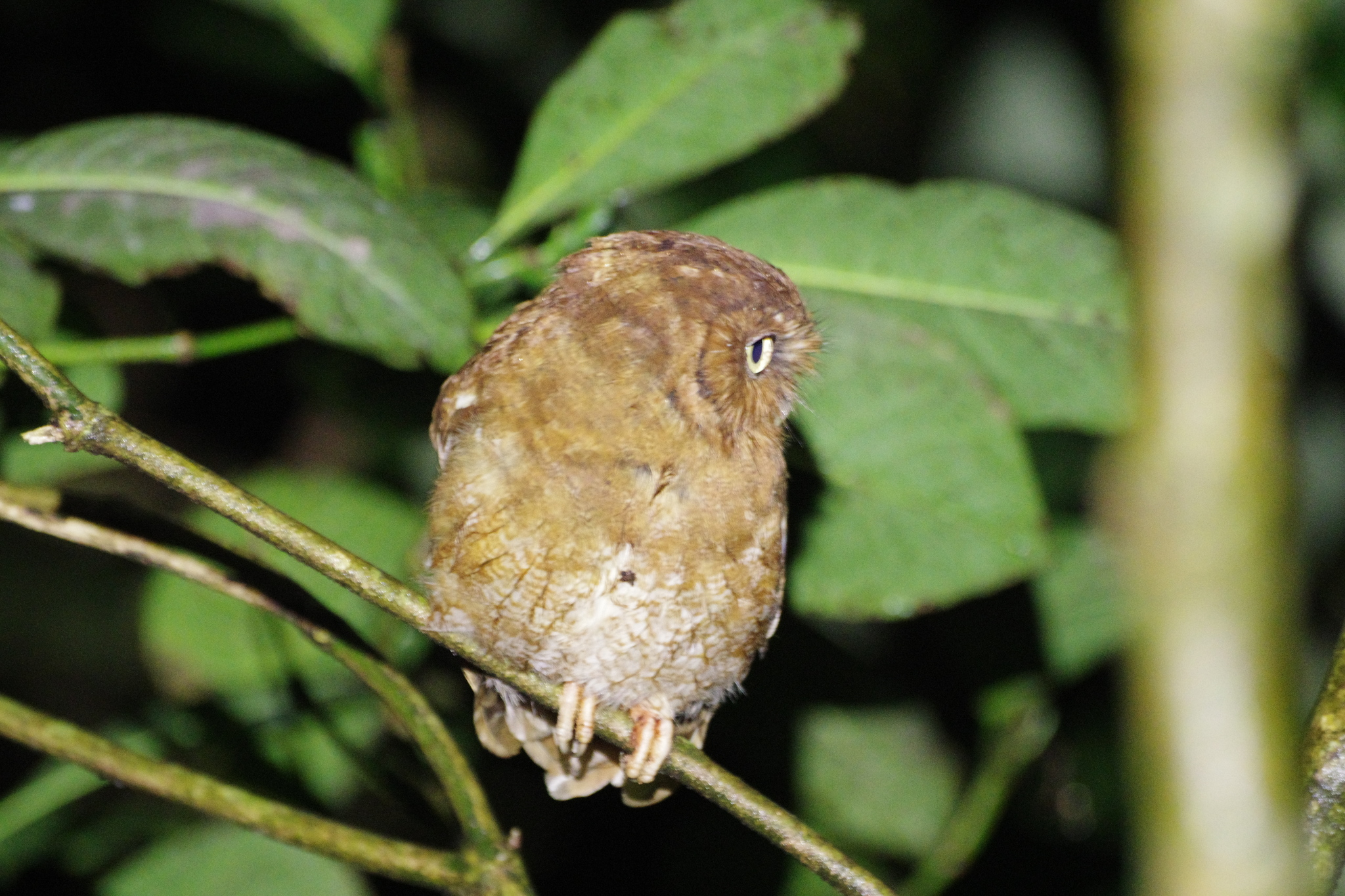 Santa Marta Screech Owl (Megascops gilesi), photo 3