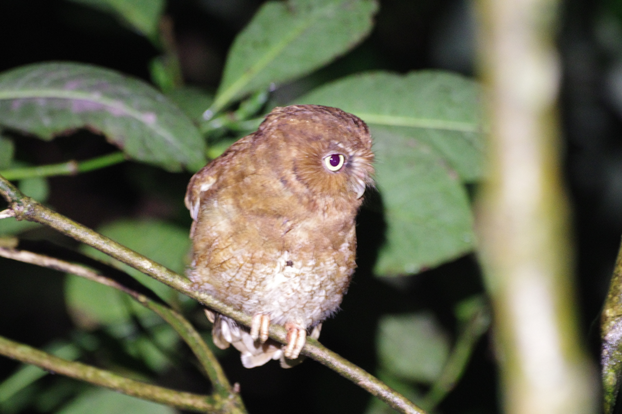 Santa Marta Screech Owl (Megascops gilesi), photo 4