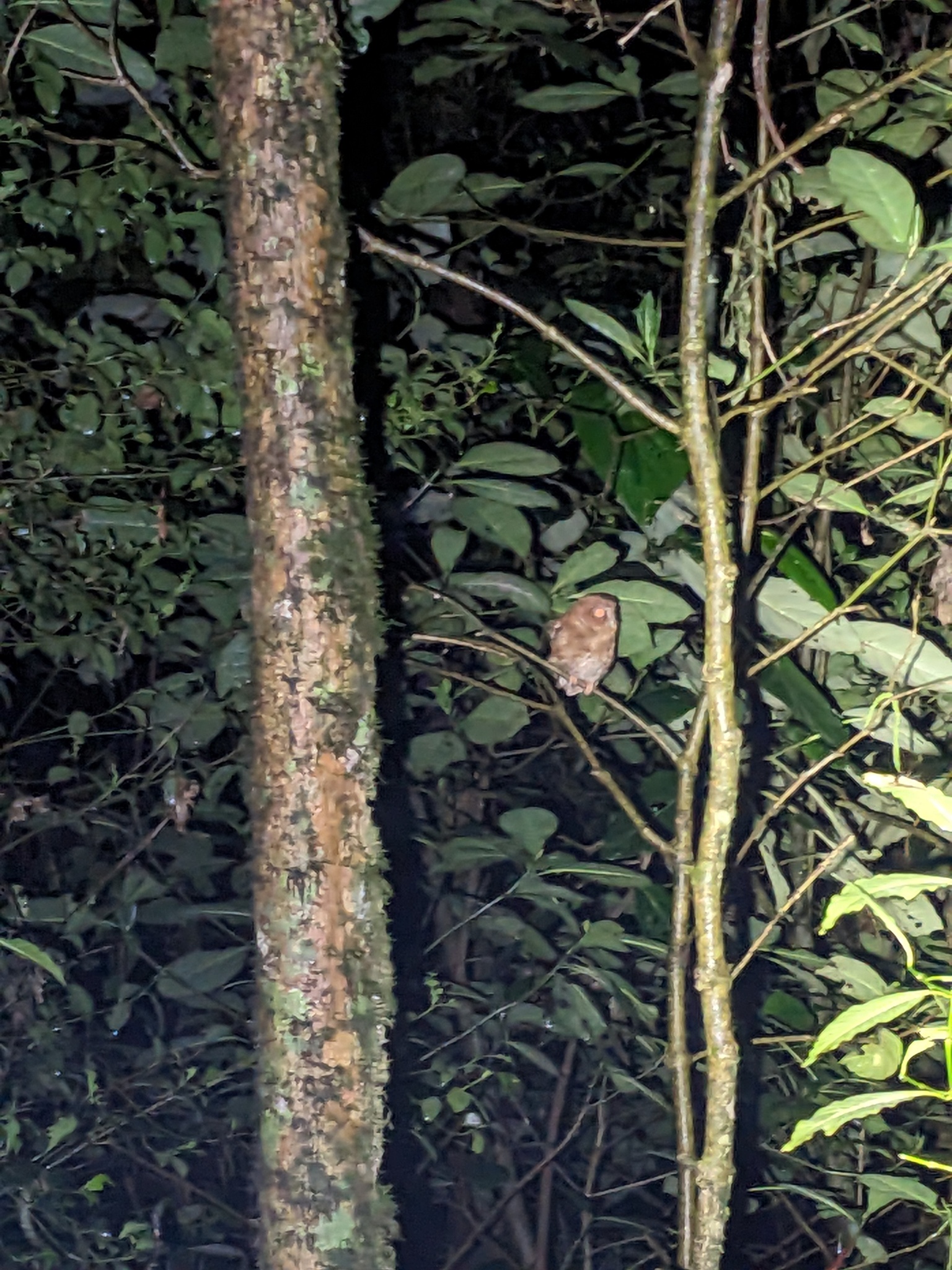 Santa Marta Screech Owl (Megascops gilesi), photo 5