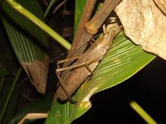 Segestidea queenslandica