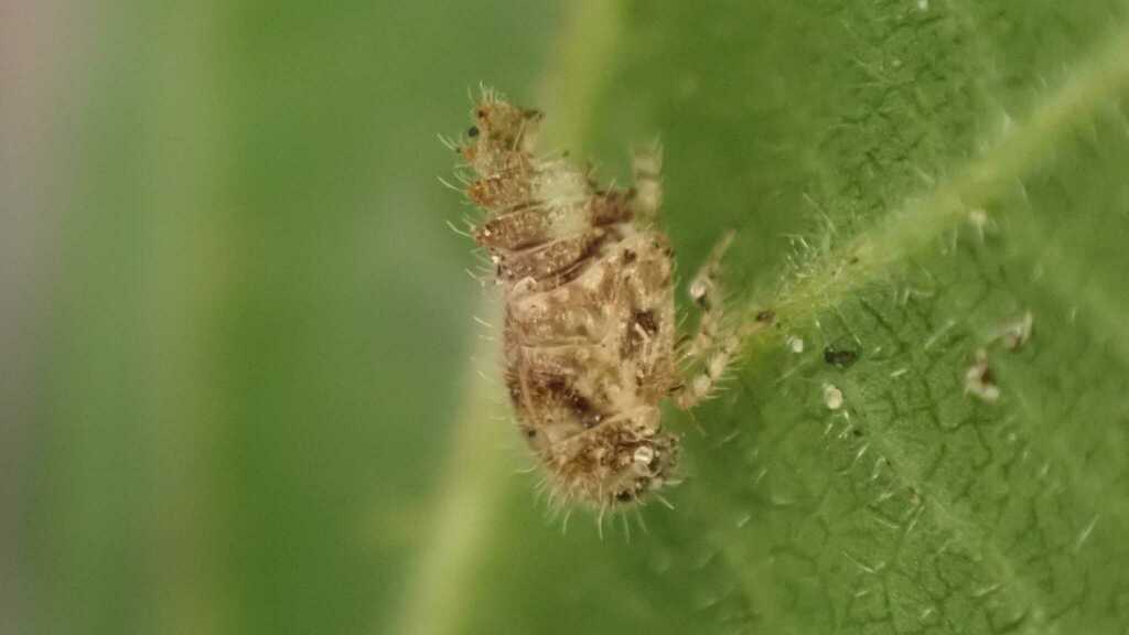 Macropsis brabantica