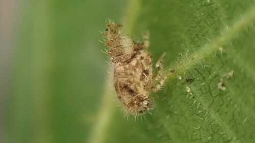 Macropsis brabantica