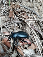 Blaps lusitanica