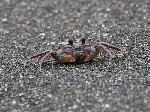Ocypode stimpsoni