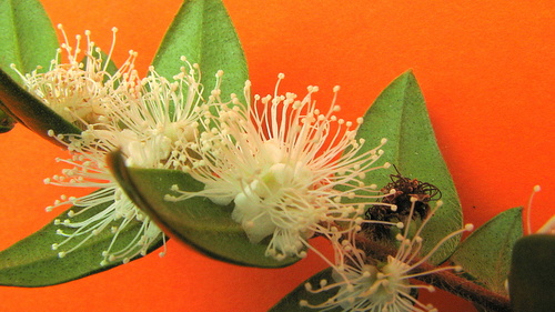 Myrciaria