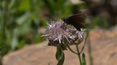 Erynnis propertius
