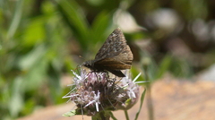 Erynnis propertius