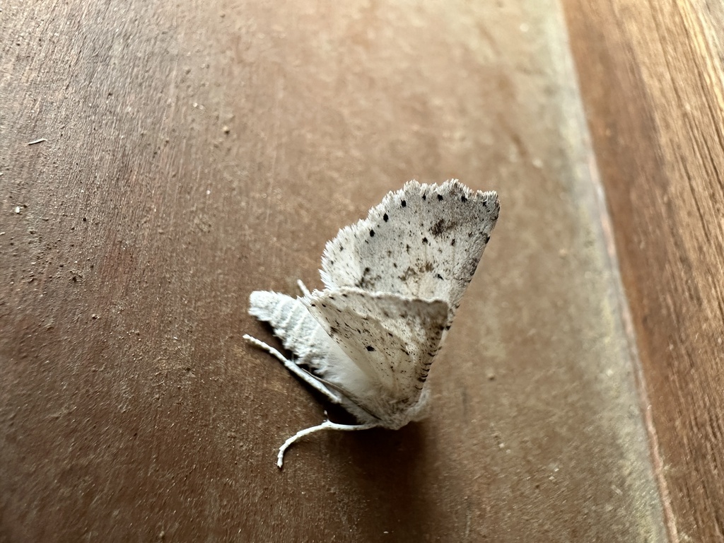 Mallomus chilenaria