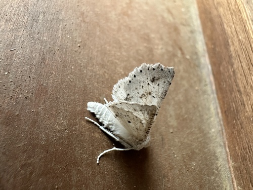 Mallomus chilenaria