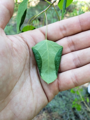 iNaturalist observation photo of Gall and Forest Midges