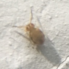 Sminthurinus henshawi