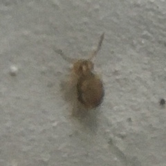 Sminthurinus henshawi