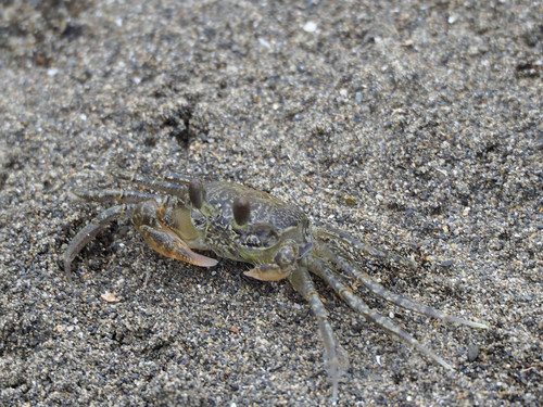 Ocypode sinensis