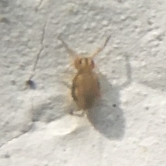 Sminthurinus henshawi