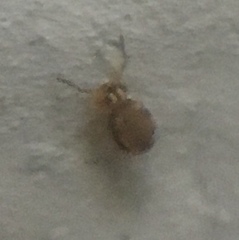 Sminthurinus henshawi