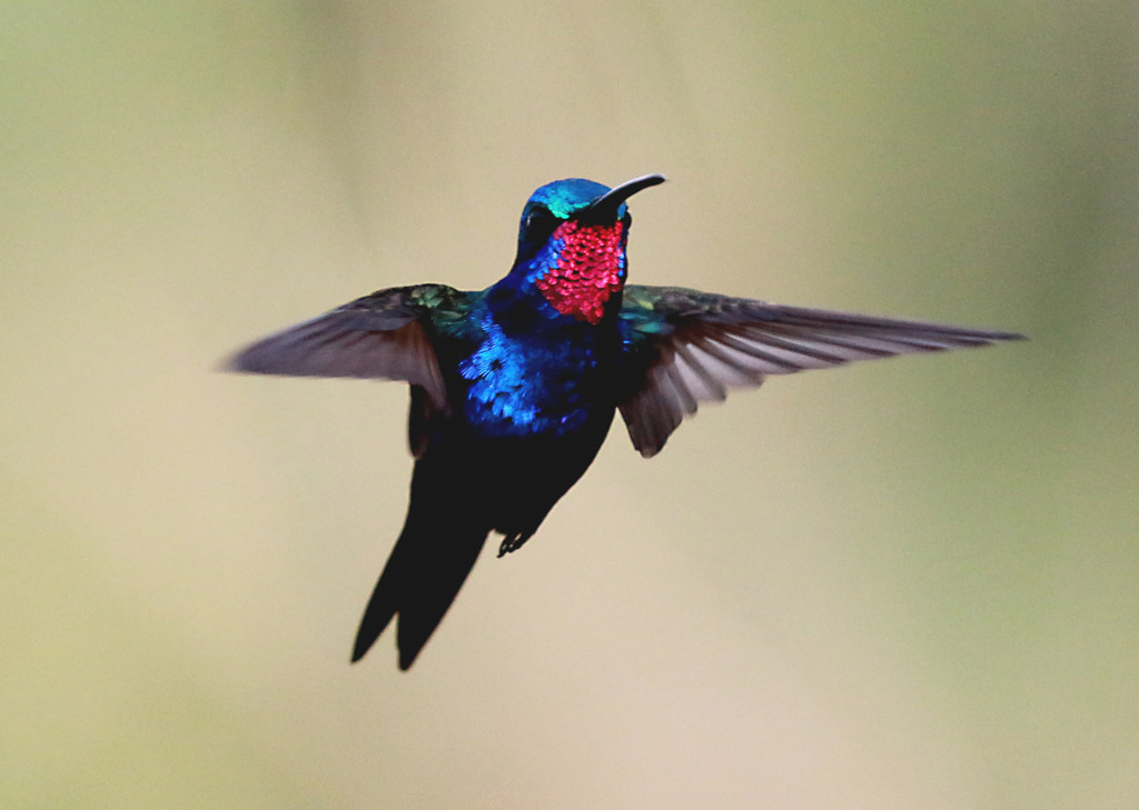 Blue-tufted Starthroat photo
