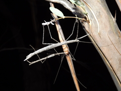 Sipyloidea whitei