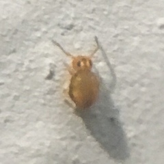 Sminthurinus henshawi