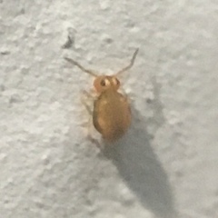 Sminthurinus henshawi