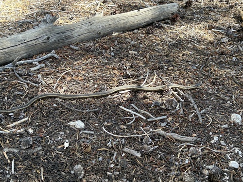 iNaturalist observation photo of Mountain Garter Snake