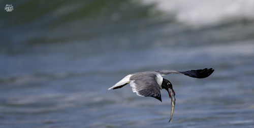 Laughing Gull photographed in North Carolina