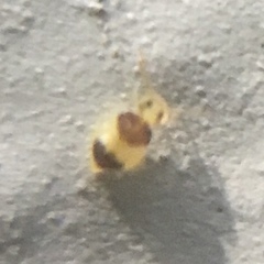 Deuterosminthurus bicinctus