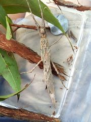 Xeroderus kirbyi