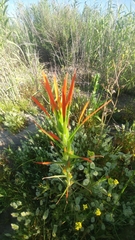 Castilleja minor stenantha