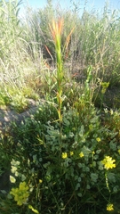 Castilleja minor stenantha