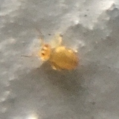 Sminthurinus henshawi