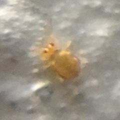 Sminthurinus henshawi