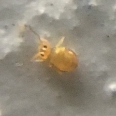 Sminthurinus henshawi