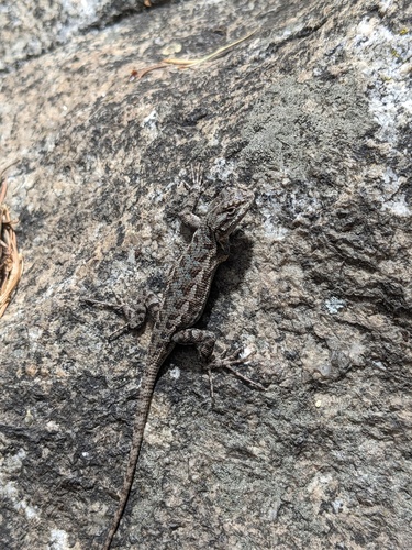 iNaturalist observation photo of Western Fence Lizard