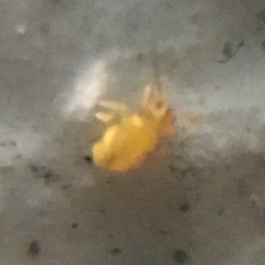 Sminthurinus henshawi