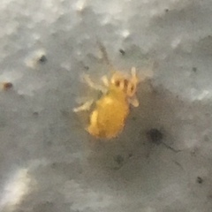 Sminthurinus henshawi