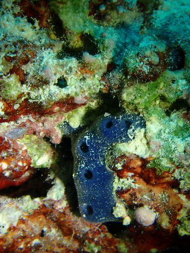 Amphimedon queenslandica