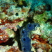 Amphimedon queenslandica